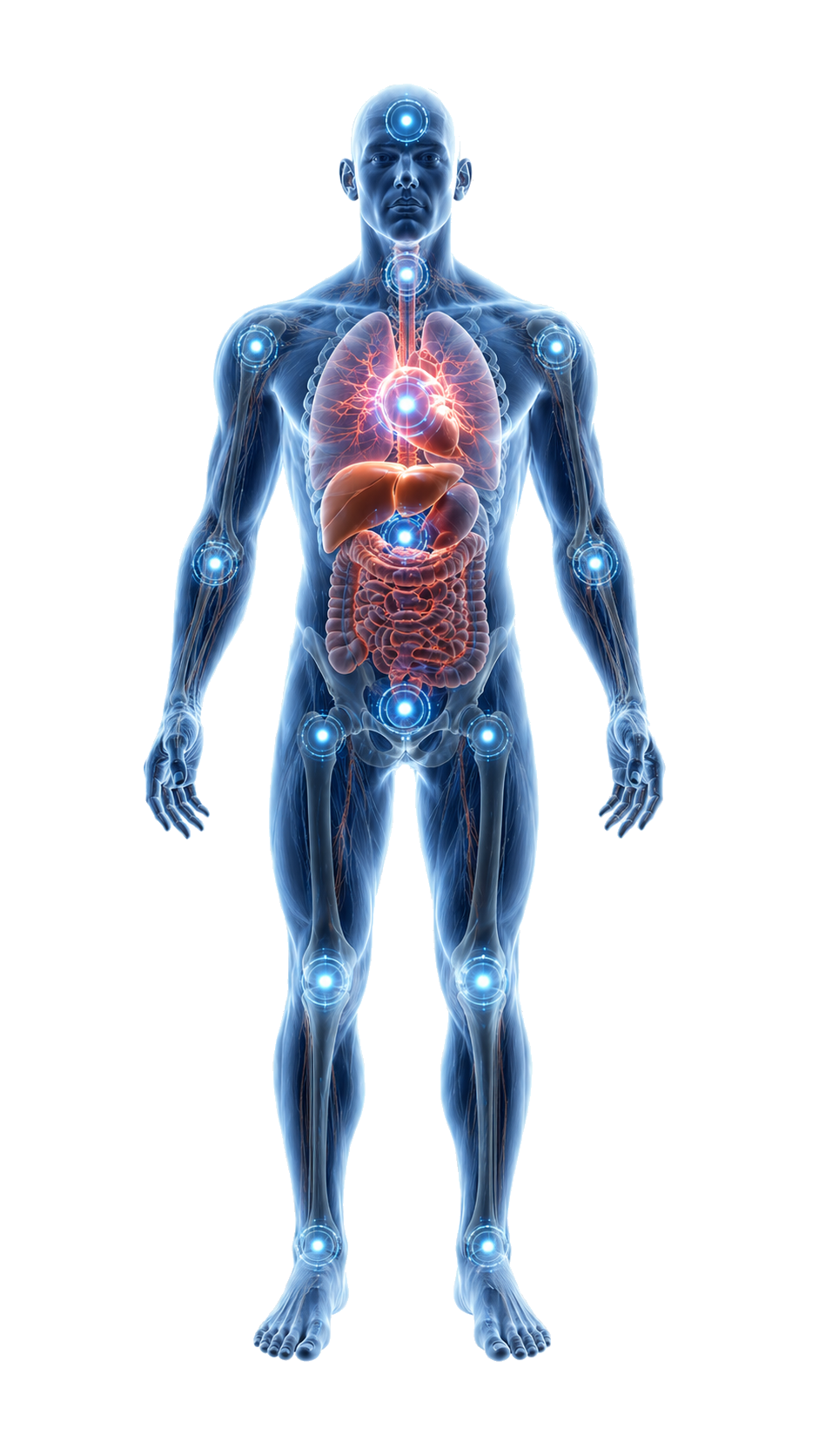 Interactive male anatomy — tap any area to discover BRL remedies